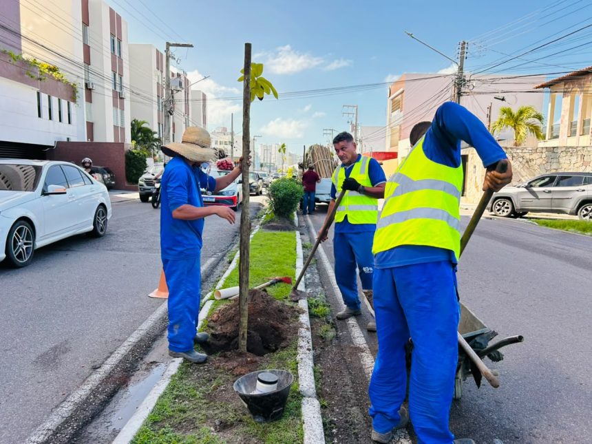 aracaju planta 60 mudas de rvores nativas no bairro grageru 20260703