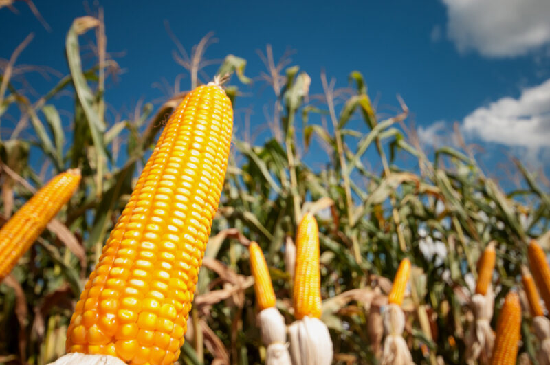 BNB injeta R$ 396 mi no agro sergipano e atinge 4 mil produtores
