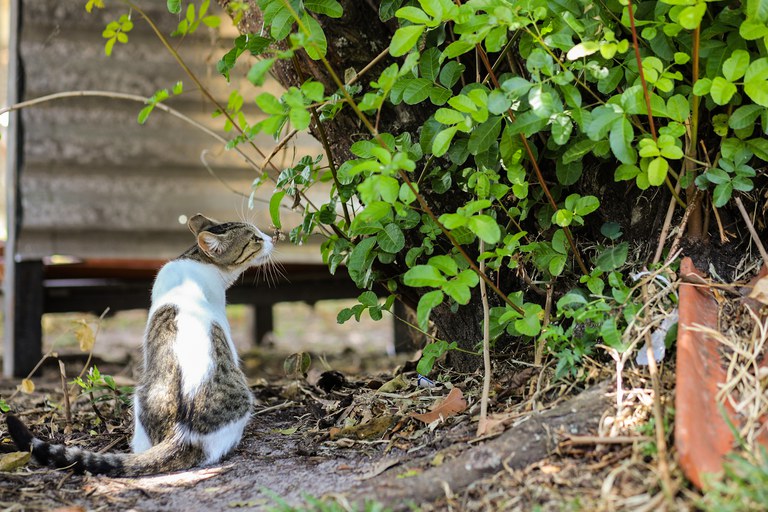 MPF divulga laudos sobre mortes de felinos na UFS para promover transparência