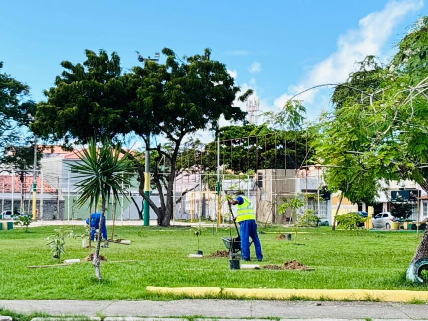 prefeitura de aracaju amplia reas verdes com plantio de rvor 20260710
