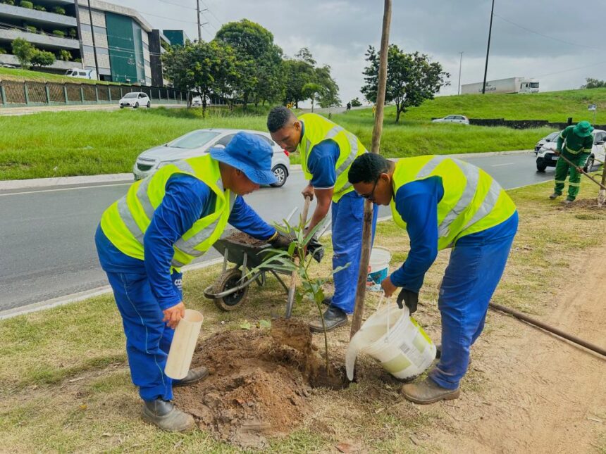 prefeitura de aracaju planta 100 mudas de craibeira na aveni 20260716