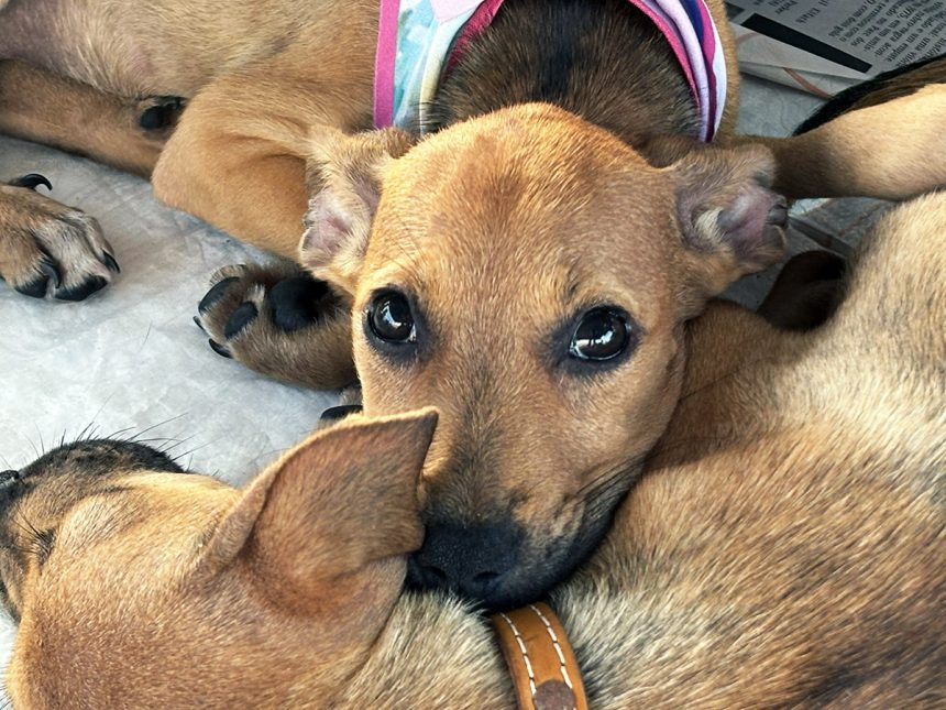 shopping jardins recebe feira de ado o de pets neste s bado 20260703