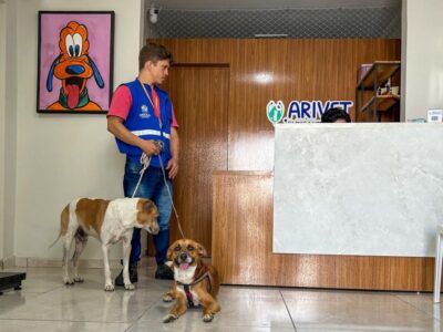 Aracaju castra cães de acolhidos do Centro POP pelo programa Aju Animal