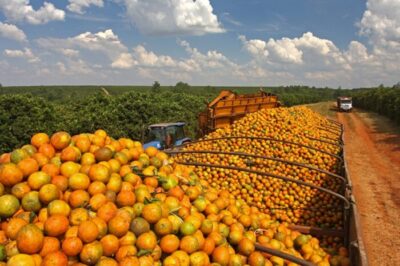 Citros Show reúne setor em Aracaju e destaca crédito para citricultores