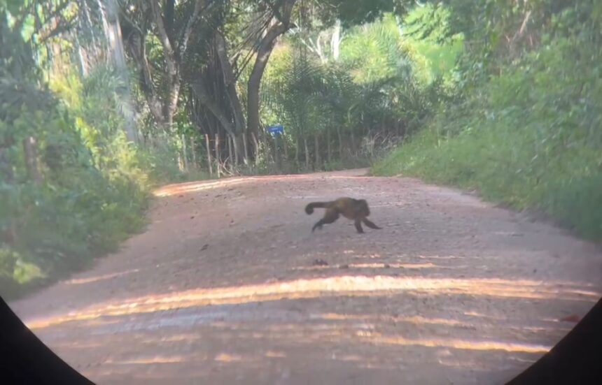 Pesquisadores monitoram primatas ameaçados no sul de Sergipe