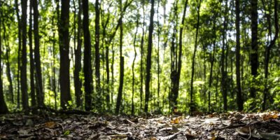 Florestas plantadas puxam recorde de R$ 47,9 bilhões no Brasil