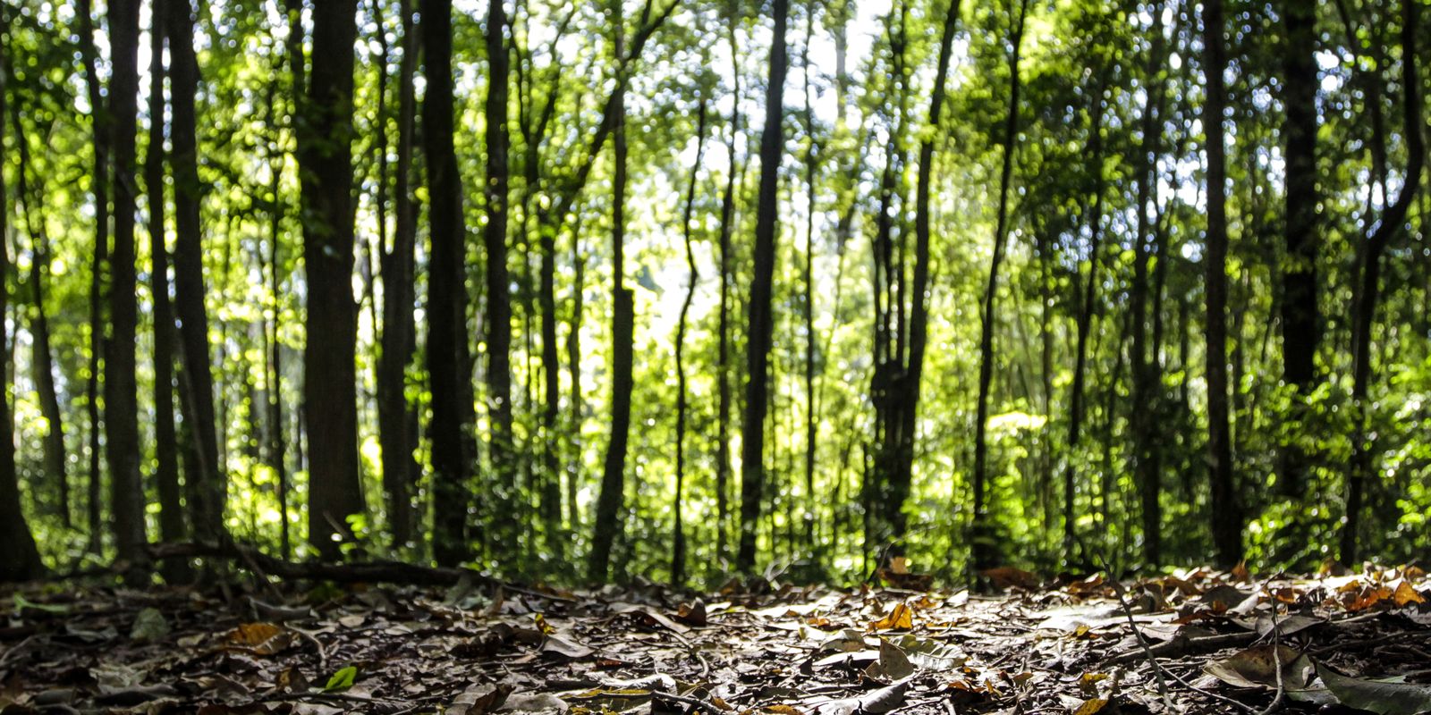 Florestas plantadas puxam recorde de R$ 47,9 bilhões no Brasil