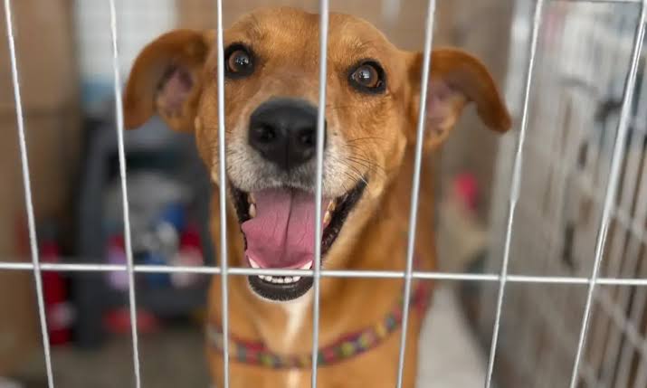 RioMar Aracaju promove 66ª feira de adoção de cães e gatos neste sábado