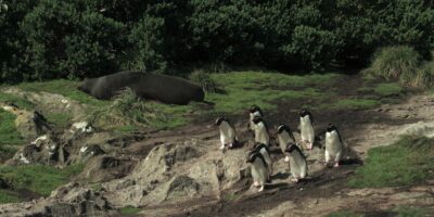 TV Brasil leva vida marinha dos oceanos ao horário nobre