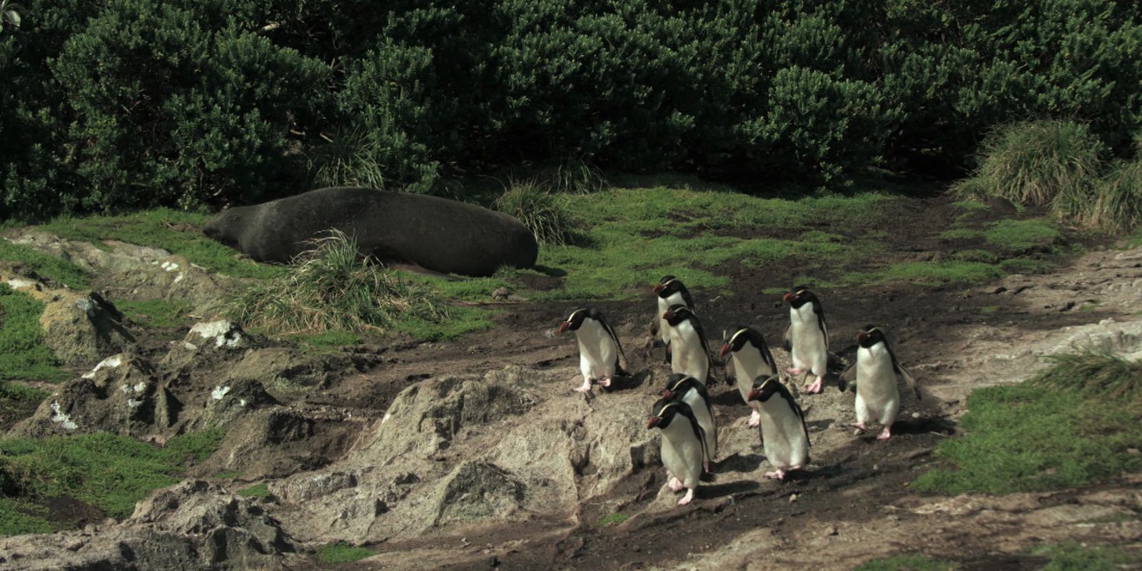 TV Brasil leva vida marinha dos oceanos ao horário nobre