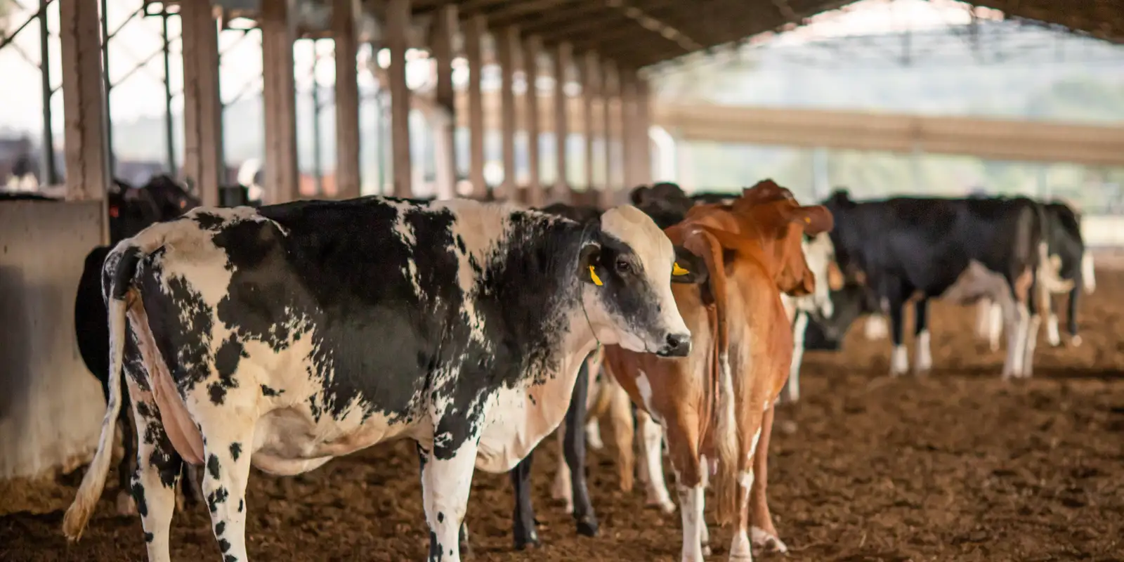 UE barra produtos animais do Brasil e ameaça exportações de US$ 2 bi